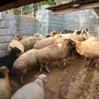 گوسفندو بزوبزغاله|حیوانات مزرعه|املش, |دیوار