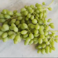 کشمش قوره و غوره جهت آبگیری وبرگ مو