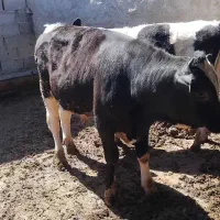 دو عدد گوساله نر فروشی