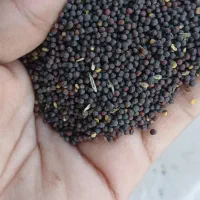 کلزا|گل و گیاه طبیعی|انبارآلوم, |دیوار