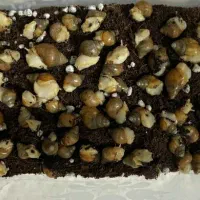 حلزون آپارتمانی خاویار حلزون تراریوم حلزون|خزنده|خمین, |دیوار