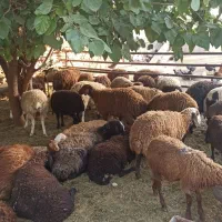 الو گوسفند زنده رایگان قصاب