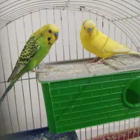 دوجفت مرغ عشق نر وماده