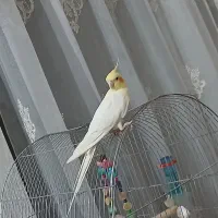 عروس هلندی نر سخن گوعتیقه|پرنده|لالجین, |دیوار