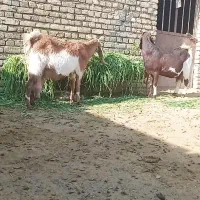 بز شیرا|حیوانات مزرعه|تربت‌حیدریه, پائین ولایت|دیوار