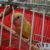 طوطی برزیلی