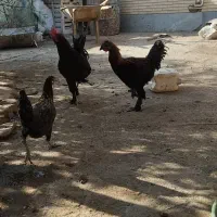 فروش مرغ خروس مرندی