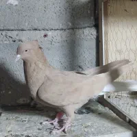 نروماده سرخ دمسفیدزرددمسفیدخال سیاه دار|پرنده|پاپی, |دیوار