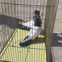 کفتر|پرنده|اردکان, |دیوار