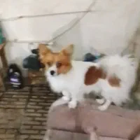 پامرین روباهی نر(پنج ملیون)|سگ|قرچک, پویینک|دیوار