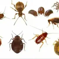 سمپاشی تمامی حشرات با ارائه ضمانت نامه کتبی