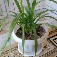 گل طبیعی|گل و گیاه طبیعی|فردوس (خراسان), |دیوار