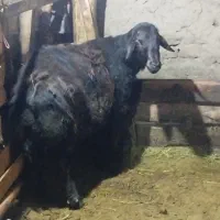 قوچ نژاد دار