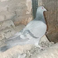 کفتر|پرنده|تهران, پامنار|دیوار