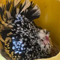 تخم مرغ گلین+جوجه گلین