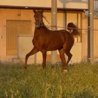 اسب مادیان نماد آرامش/ظرافت و قدرت است/*