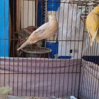 مرغ عشق|پرنده|شیراز, شهرک بزین|دیوار