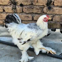 خروس برهما