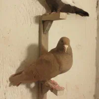 کبوتر