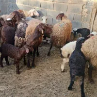 میش وبره