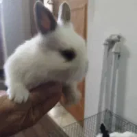 خرگوش مینیاتوری|موش و خرگوش|کرمانشاه, |دیوار