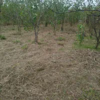 چمن زنی علف زنی‌ لی زنی تمشک زنی|خدمات باغبانی و درختکاری|سیاهکل, |دیوار