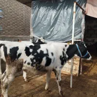 دو راس گوساله ماده هلشتاین صنعتی.تلیسه.گاو