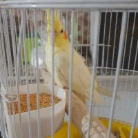 عروس هلندی ماده|پرنده|سیراف, |دیوار