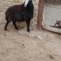 قوچ دو ساله