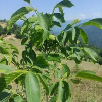 فروش باغ گردو 10500متر