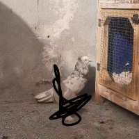 کفتر
