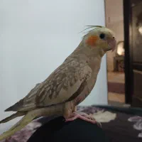 عروس هلندی ۵ماهه