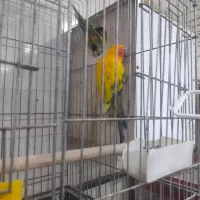 جفت طوطی خورشیدی سان کانور|پرنده|اهواز, کیانپارس |دیوار