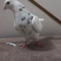 کبوتر سرور طوقی