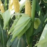 ذرت علوفه ای کرمان جهت انواع دام سبک وسنگین