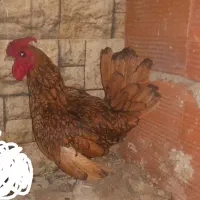 خروس سیبرایت گلد