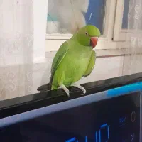 یک عدد طوطی ملنگو یکی دوساله رام چلوندنی|پرنده|شهریار, شهرک نماز (دینار آباد)|دیوار