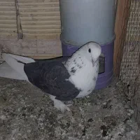 اجفت تهرونی دوکت تخت دم سفیدویه ماده دمگیر سوسکی|پرنده|خمینیشهر, |دیوار