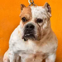 امریکن بولی