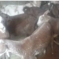 بزغاله خارجی|حیوانات مزرعه|ایلام, |دیوار