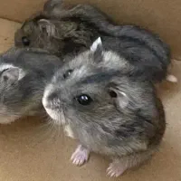 بچه همستر زرنگ|موش و خرگوش|تهران, تهرانپارس جنوبی|دیوار