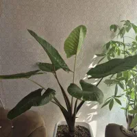 گل بابا آدم و لیراتا