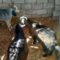 بزغاله وبز|حیوانات مزرعه|آبدانان, |دیوار