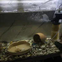 3عدد کوسه و دو عددسیچلاید