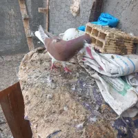 شیرازی بسته|پرنده|باوی, |دیوار