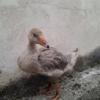 خروس‌ومرغ‌ وغاز|حیوانات مزرعه|چالوس, |دیوار