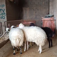 گوسفند میش بره