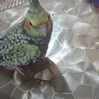 عروس هلندی دوماهه