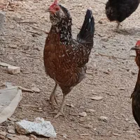 تخم نطفه دارمرغ گلین لری