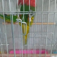 نقاشی دعای کتبی صبی